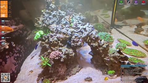 24/7 Real Live Reef Stream