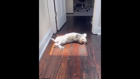hilarious animals compilation 304 - funniest cats videos
