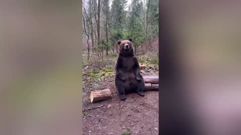 Funniest Animal Videos April 2025