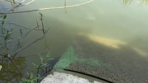 the best fish stimulant