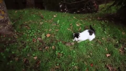 funny animals