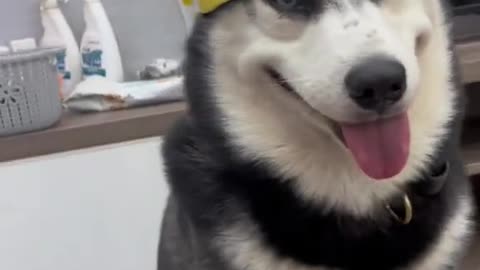 Confusing behavior of animals