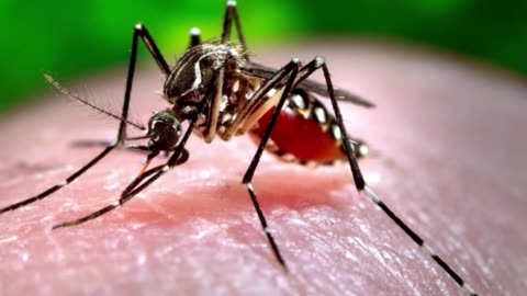 Toronto Public Health confirms first human case of West Nile virus