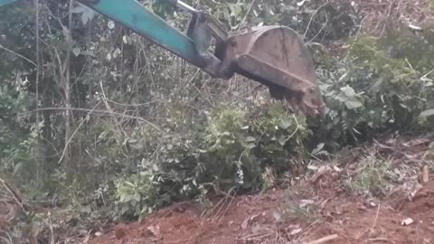 Master of Precision: 1-Min Excavator's Forest Transformation! (USA POV)