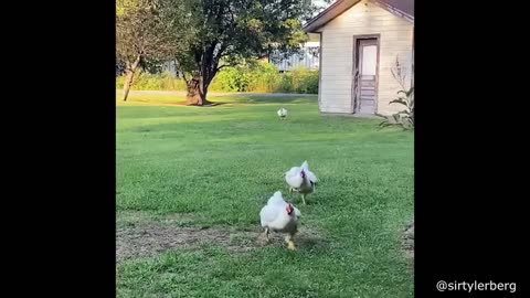 Funniest Animals EVER!