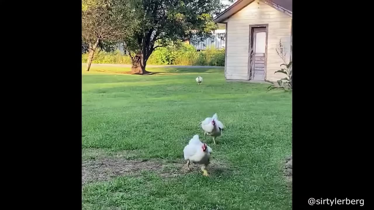 Funniest Animals EVER!