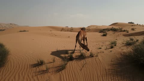 Desert Video
