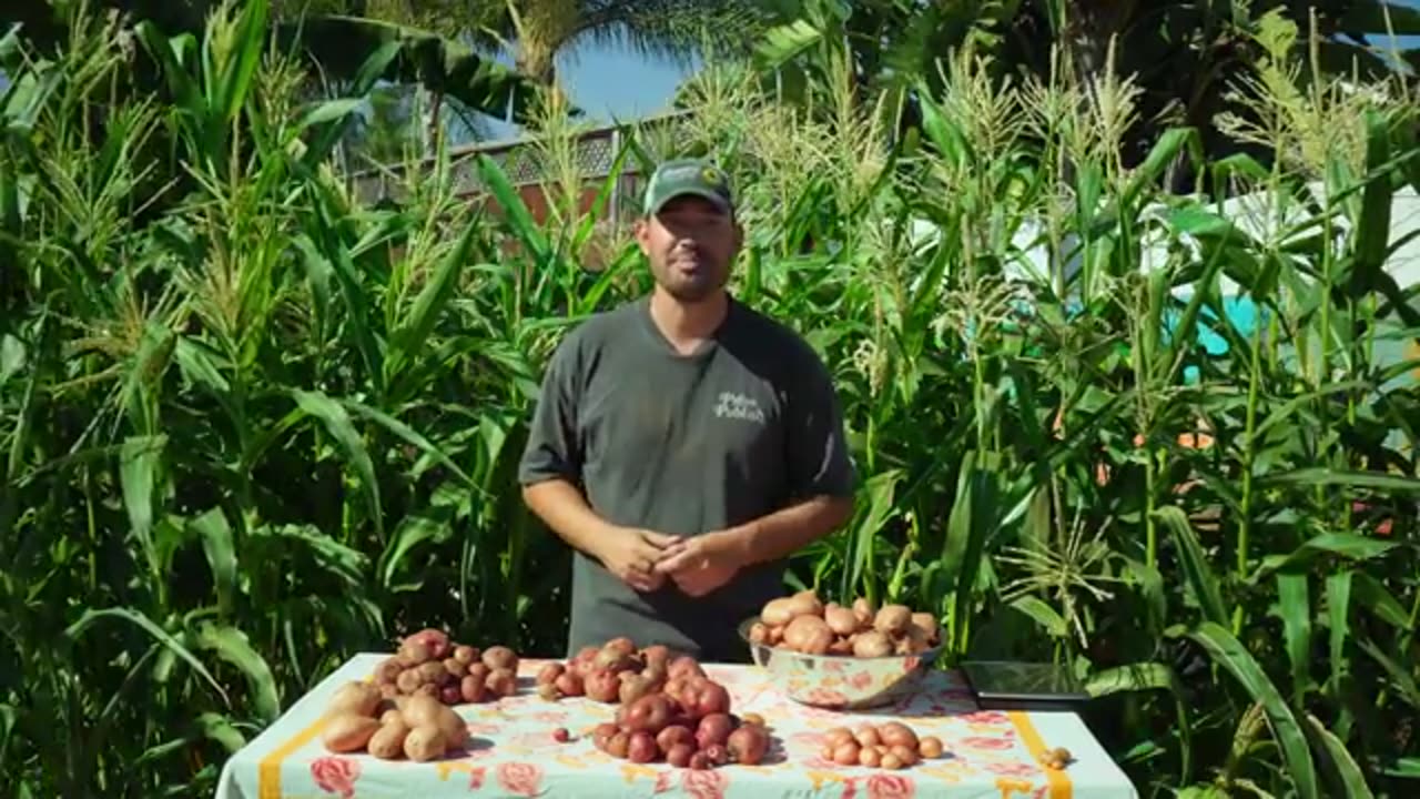 We Grew Potatoes 7 Different Ways, Here's What Happened 🥔