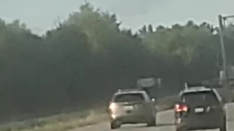 Piggies doing illegal activities