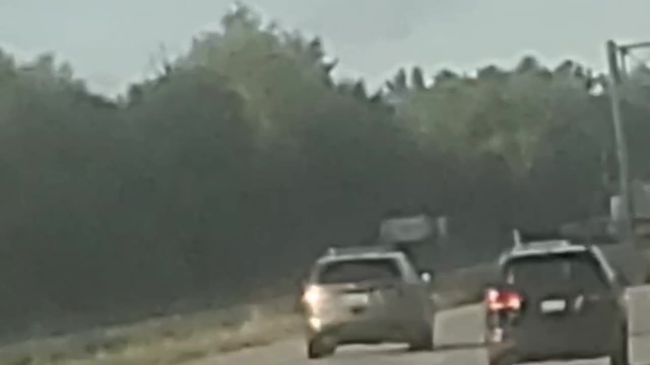 Piggies doing illegal activities