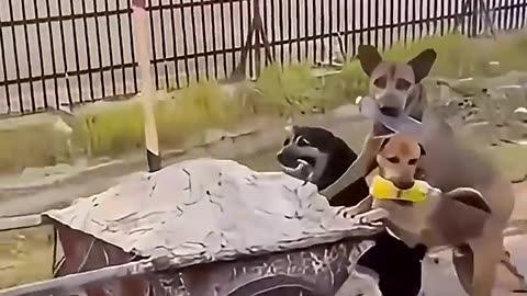 Funny animals