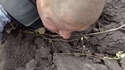 Trinity of captive faggots with forelocks