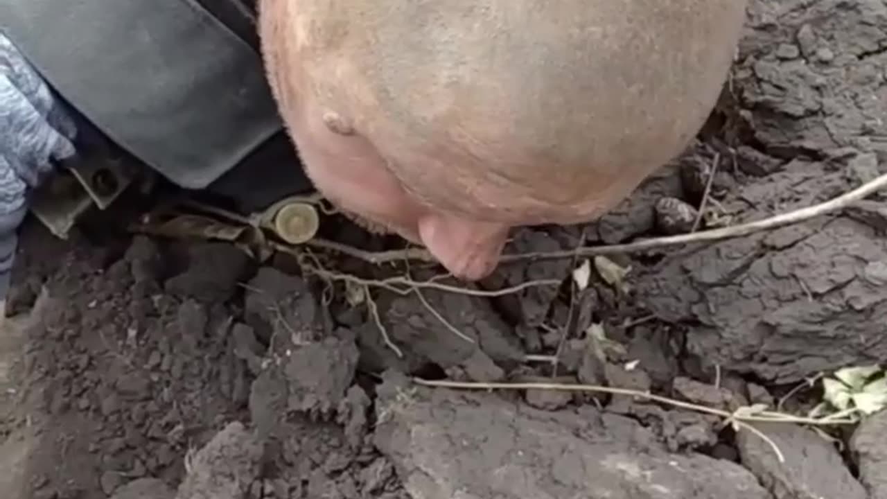 Trinity of captive faggots with forelocks