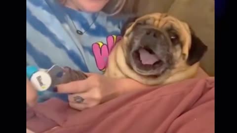 Estos cachorro se están pasando jejej