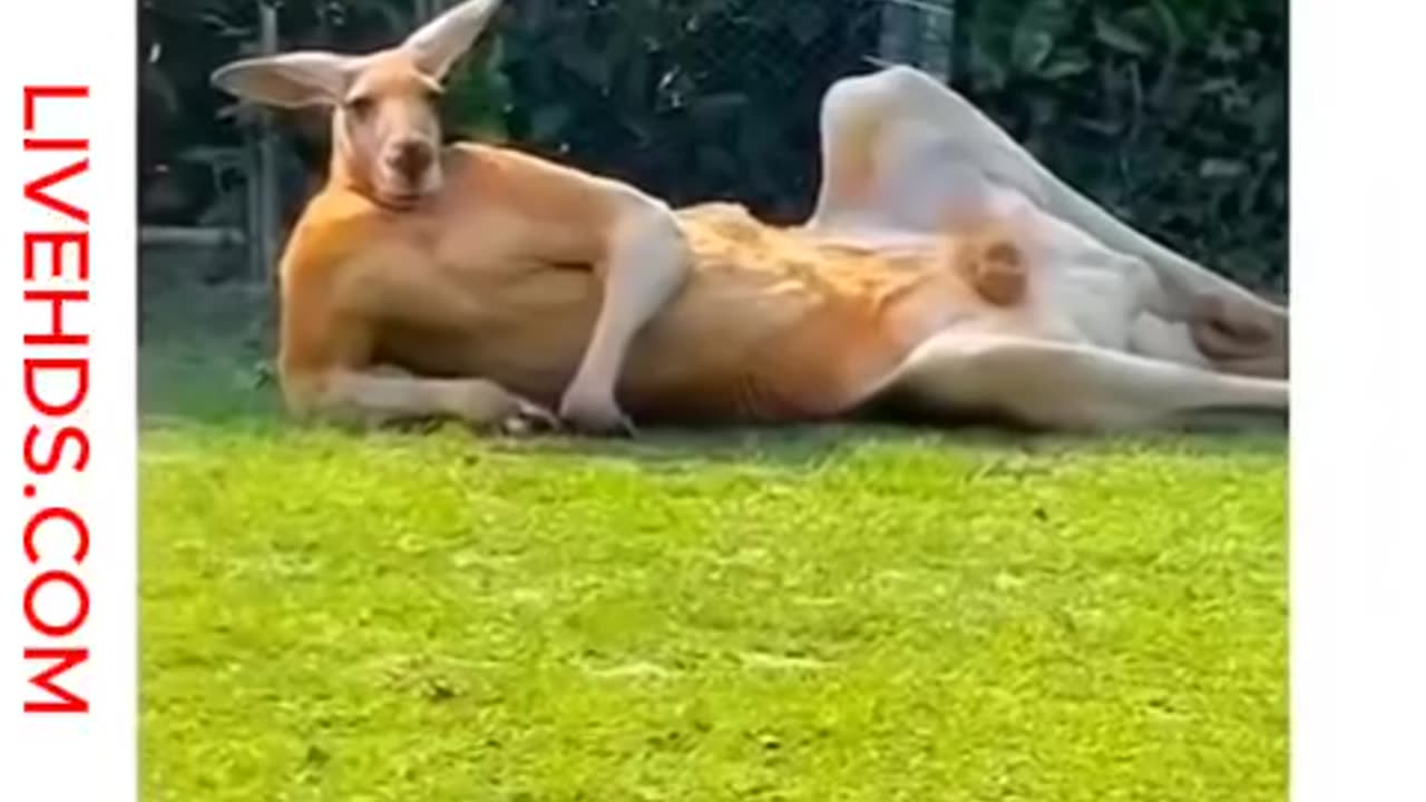 Funny animals