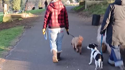 The woman that fed my dogs