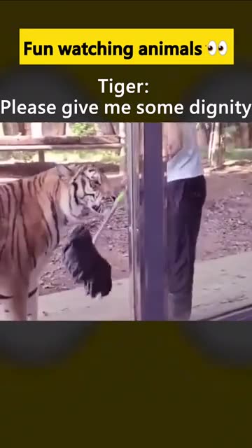 tiger unexpected #tiger #animals #viral #zoo #man #viral #crazy #fun #foryou