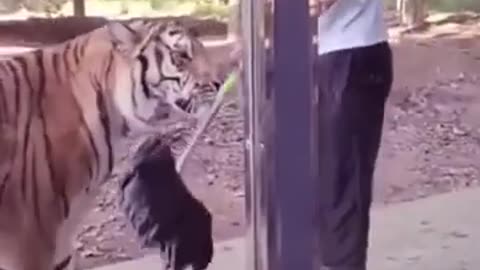 tiger unexpected #tiger #animals #viral #zoo #man #viral #crazy #fun #foryou