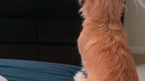 Littels Dog's Comedy Videos 🤣 so cute videos 😍 funny videos 🤣 Live Camera without camera 🤣