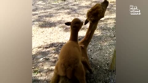 Funniest Farm Animals