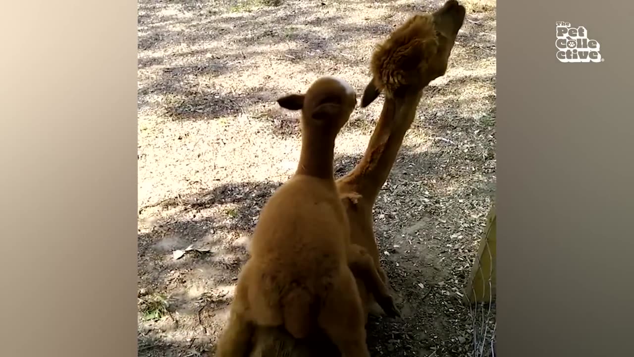 Funniest Farm Animals