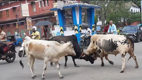 Bull fighting on road