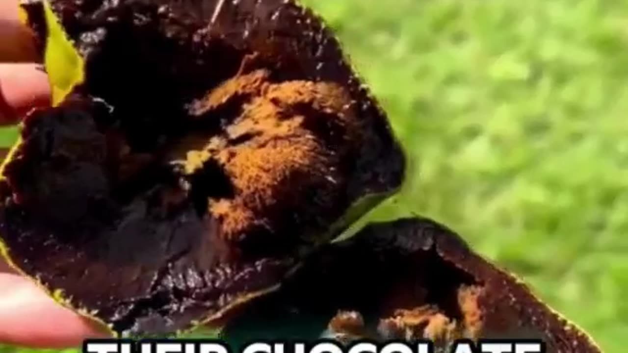 Top 10 rare fruits you won’t believe exist! 🍇✨ Funny and exotic fruit facts inside! #ExoticFruits