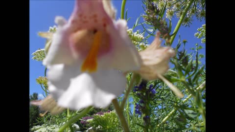 The Magick of Unicorn Plant Unicorn Plant July 2022