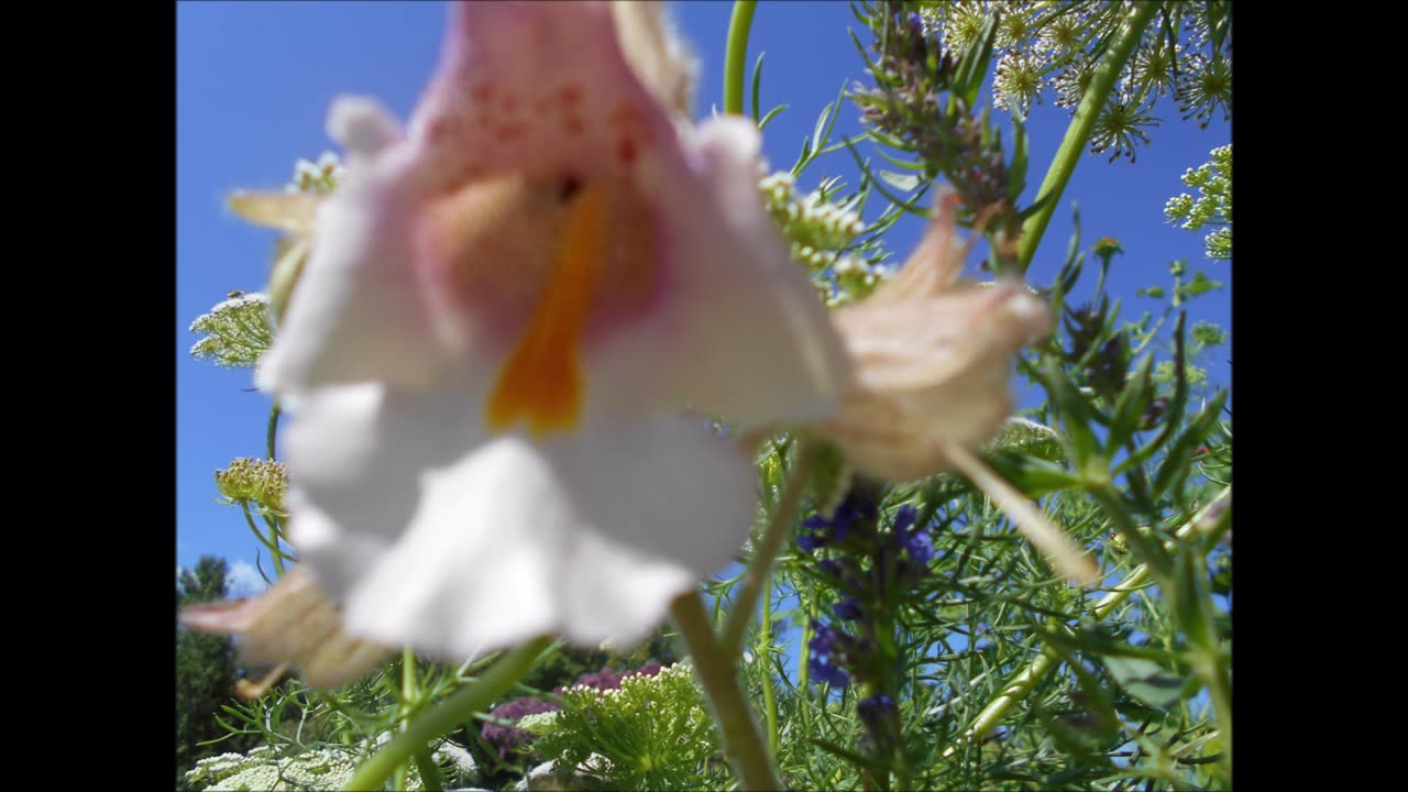 The Magick of Unicorn Plant Unicorn Plant July 2022