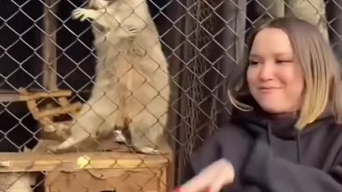 Raccoon Core 🤣