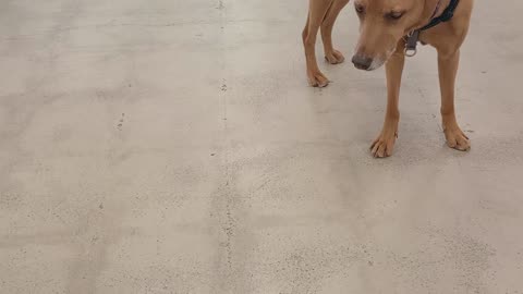 Nico 7y A841130 picky easygoing friend20250511_113420449@TRN, from kennel 149 PACC shelter449
