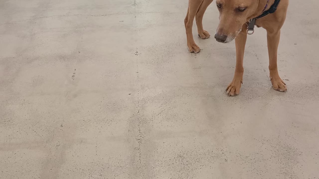 Nico 7y A841130 picky easygoing friend20250511_113420449@TRN, from kennel 149 PACC shelter449