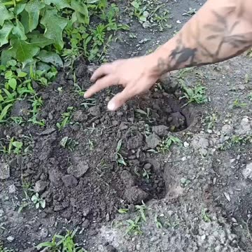 Planting a beer tree 🌲🍺