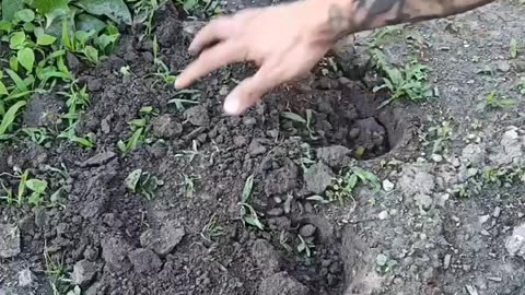 Planting a beer tree 🌲🍺