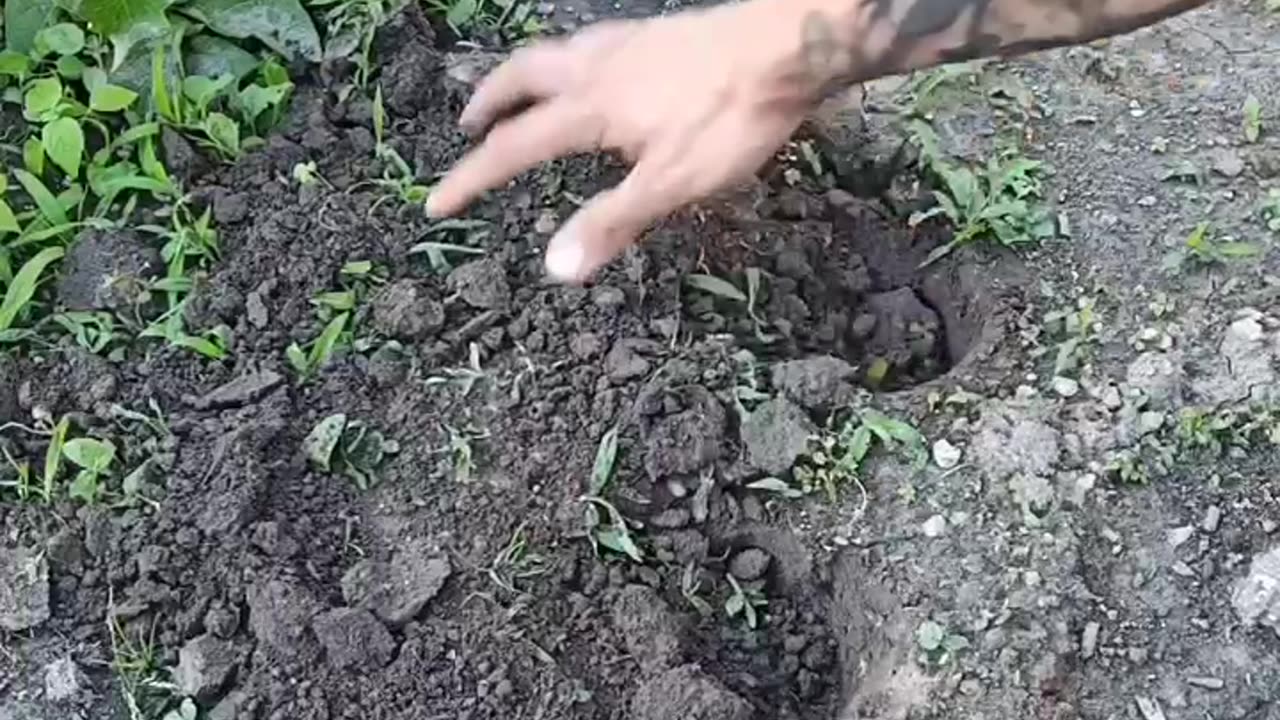 Planting a beer tree 🌲🍺