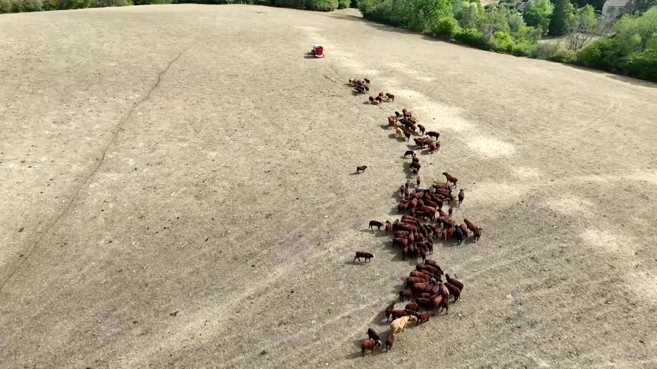 Drought leaves UK beef farmers scrambling to feed hungry herds