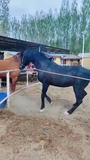Cutest Animal And Goat Sound #animals #shortsfeed #goatkids #goat