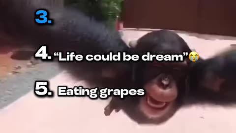 Top 5 funny Monkey moments