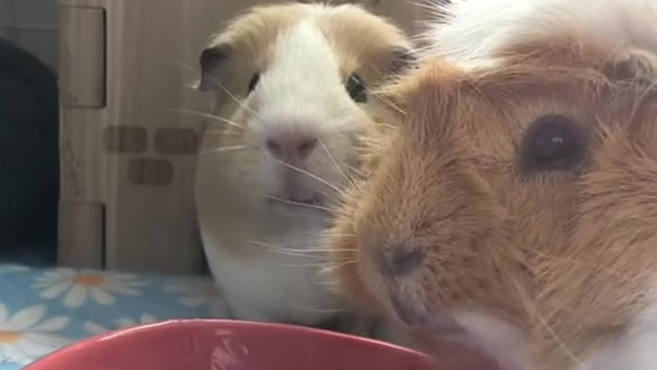 Guinea Pigs feeding