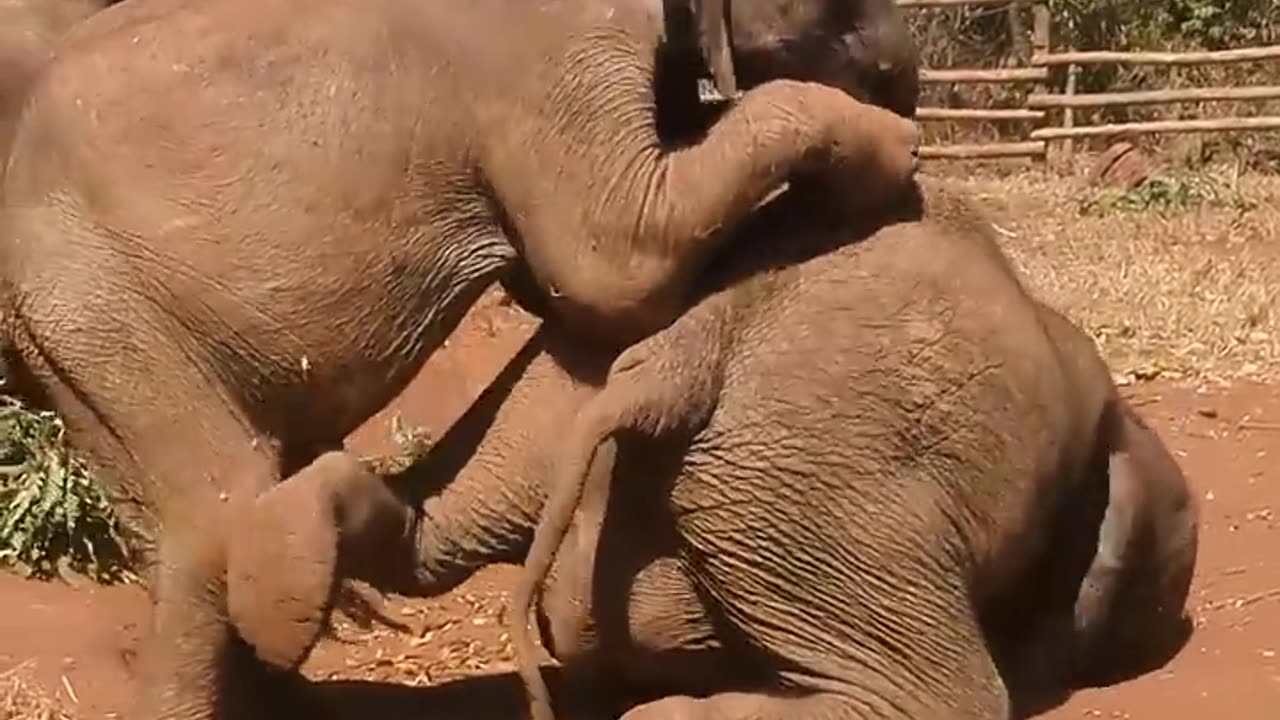 Orphan Elephant Kasungu Playfully Mounts on Mataya.