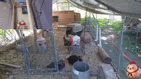 Chicken Live Stream
