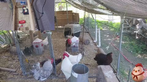 Chicken Live Stream