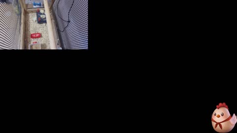 Chicken Live Stream