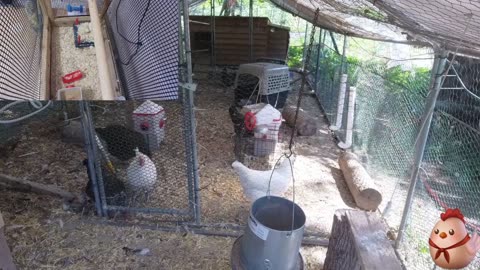 Chicken Live Stream