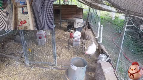 Chicken Live Stream