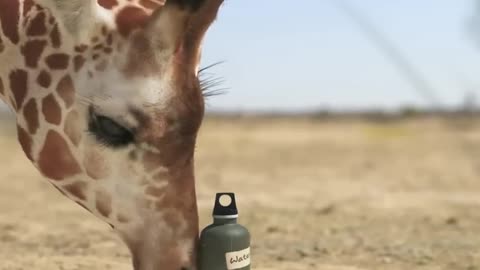 GIRAFFE vs ELEPHANT: The EPIC Battle of the Century! 🦒⚔️🐘