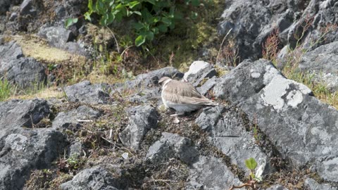 Baby Killdeer Hatches