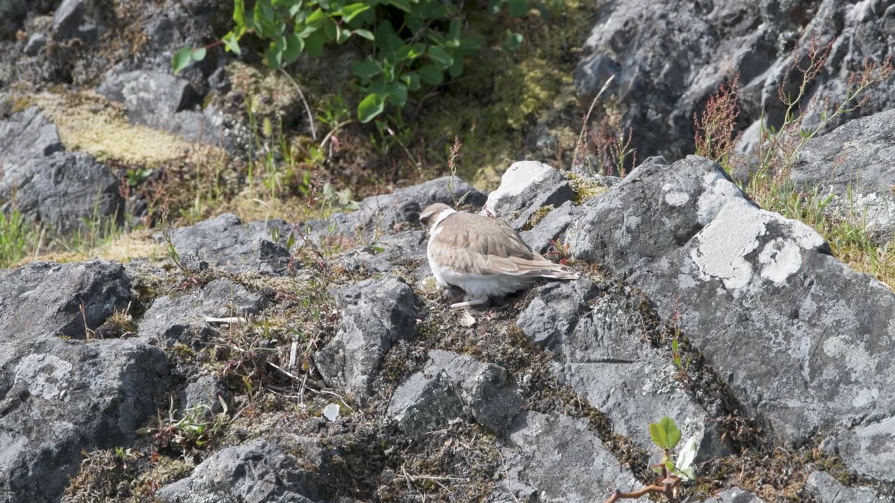 Baby Killdeer Hatches
