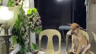 She Loved Her Owner ❤️