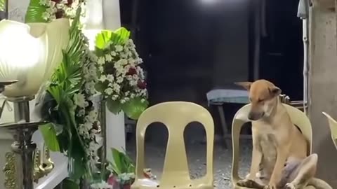 She Loved Her Owner ❤️
